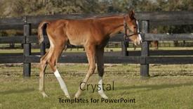 Presentation with foal - 
