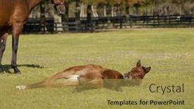  Presentation with foal - 