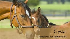  Presentation with baby animals - Cool new PPT layouts with baby mine backdrop and a gold colored foreground