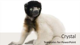  Presentation with monkey - Beautiful PPT theme featuring small boy helping in the kitchen - rolling dough for christmas cookies backdrop and a lemonade colored foreground