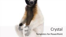  Presentation with old butcher shop - Slides with baby monkey - young crowned sifaka propithecus coronatus background and a  colored foreground