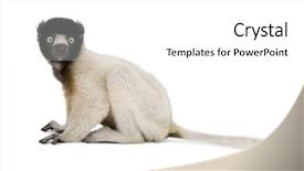  Presentation with old young - Audience pleasing presentation theme consisting of baby monkey - young crowned sifaka propithecus coronatus backdrop and a white colored foreground