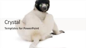  Presentation with old young - Amazing presentation having baby monkey - young crowned sifaka propithecus coronatus backdrop and a lemonade colored foreground