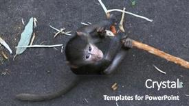  Presentation with baby animal carnival - PPT layouts enhanced with baby monkey - young hamadryas baboon papio hamadryas background and a dark gray colored foreground