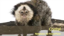  Presentation with old young - PPT theme enhanced with baby monkey - young white-headed marmoset callithrix geoffroyi background and a  colored foreground