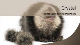  Presentation with old young - Colorful slides enhanced with baby monkey - young white-headed marmoset callithrix geoffroyi backdrop and a  colored foreground