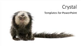  Presentation with old butcher shop - Theme having baby monkey - young white-headed marmoset callithrix geoffroyi background and a white colored foreground