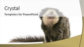  Presentation with old young - Cool new presentation design with baby monkey - young white-headed marmoset callithrix geoffroyi backdrop and a white colored foreground