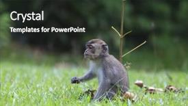  Presentation with monkey - Amazing slide set having baby monkey backdrop and a dark gray colored foreground