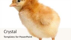  Presentation with chicken - Cool new presentation theme with baby nest - beautiful little yellow chicken isolated backdrop and a lemonade colored foreground