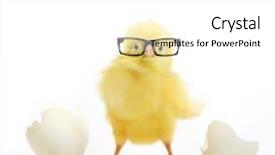  Presentation with black eye doctor - Audience pleasing theme consisting of baby nest - cute little chicken in black backdrop and a white colored foreground