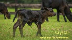  Presentation with black baby - Audience pleasing PPT theme consisting of hide family eating - baby newborn black cow calf backdrop and a tawny brown colored foreground