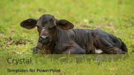  Presentation with black baby - PPT theme enhanced with hide family eating - baby newborn black cow calf background and a gold colored foreground