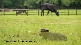 Presentation with black baby - Presentation design consisting of hide family eating - baby newborn black cow calf background and a yellow colored foreground