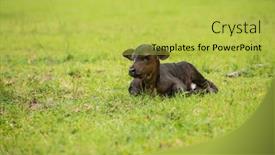  Presentation with black baby - Colorful presentation design enhanced with hide family eating - baby newborn black cow calf backdrop and a yellow colored foreground