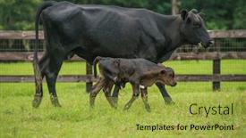  Presentation with black baby - PPT theme having hide family eating - baby newborn black cow calf background and a yellow colored foreground