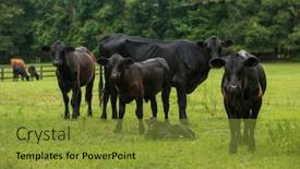  Presentation with black baby - Cool new PPT theme with hide family eating - baby newborn black cow calf backdrop and a gold colored foreground