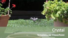  Presentation with baby animal carnival - Cool new theme with baby northern mockingbird baby mockingbird backdrop and a seafoam green colored foreground