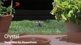  Presentation with baby - Amazing slide deck having baby northern mockingbird baby mockingbird backdrop and a tawny brown colored foreground