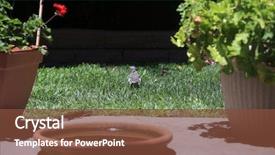  Presentation with baby prematuro - PPT theme consisting of baby northern mockingbird baby mockingbird background and a tawny brown colored foreground