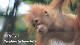  Presentation with familly getting a new born baby - PPT theme with baby orangutan in borneo jungle background and a violet colored foreground