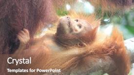  Presentation with familly getting a new born baby - Colorful slide set enhanced with baby orangutan in borneo jungle backdrop and a coral colored foreground