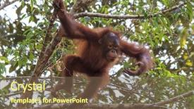  Presentation with baby tree - Presentation theme enhanced with baby orangutan jumps in tree background and a violet colored foreground