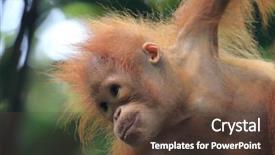  Presentation with animal - PPT theme consisting of baby orangutan portrait background and a tawny brown colored foreground