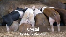  Presentation with baby food - Colorful slides enhanced with baby pigs fights for food backdrop and a gray colored foreground