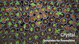  Presentation with plants growing - Colorful presentation theme enhanced with baby plants growing inside backdrop and a tawny brown colored foreground