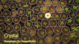  Presentation with plants growing - Slide set having baby plants growing inside background and a tawny brown colored foreground