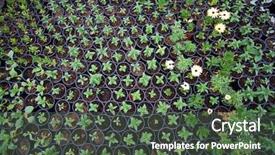  Presentation with plants growing - Presentation theme featuring baby plants growing inside background and a dark gray colored foreground