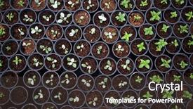  Presentation with plants growing - Cool new PPT layouts with baby plants growing inside backdrop and a tawny brown colored foreground