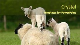  Presentation with sheep - Audience pleasing theme consisting of baby playing food - sheep lying down backdrop and a tawny brown colored foreground