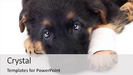  Presentation with german - Slide set consisting of baby poor - puppy german shepherd dog background and a light gray colored foreground