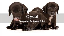  Presentation with black chrome metallic mesh metal - Beautiful presentation theme featuring baby puppy - black bachshund puppies with messy backdrop and a tawny brown colored foreground
