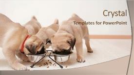  Presentation with eating - PPT theme enhanced with baby puppy - cute pug puppies eating background and a sky blue colored foreground