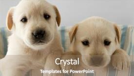  Presentation with cute baby - Amazing slides having baby puppy - puppies - portrait of cute backdrop and a coral colored foreground