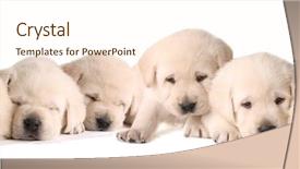  Presentation with lab - Colorful theme enhanced with baby puppy - six yellow lab puppies three backdrop and a cream colored foreground
