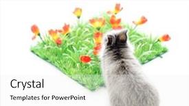  Presentation with rabbit - Cool new PPT theme with gerbera daisies butterfly - closeup blue cosmos flowers backdrop and a gray colored foreground