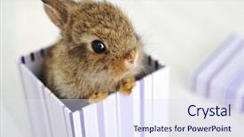  Presentation with magic - Amazing theme having baby rabbit backdrop and a sky blue colored foreground