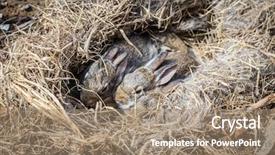  Presentation with vegetable garden - Cool new slide set with baby rabbits in their nest backdrop and a coral colored foreground