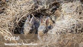 Presentation with vegetable garden - Presentation theme with baby rabbits in their nest background and a coral colored foreground