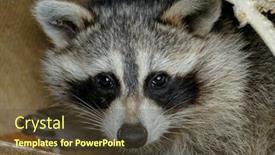  Presentation with garbage - Audience pleasing PPT theme consisting of baby-raccon-is-looking-out backdrop and a tawny brown colored foreground