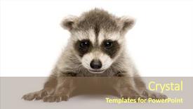  Presentation with baby birthday baloons - PPT layouts consisting of baby raccoon 6 weeks - procyon background and a violet colored foreground