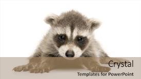  Presentation with baby animals - PPT layouts consisting of baby raccoon 6 weeks - procyon background and a coral colored foreground