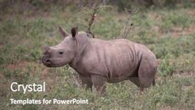 Presentation with kruger - Amazing PPT layouts having baby rhino in kruger national backdrop and a gray colored foreground