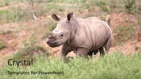  Presentation with kruger - PPT theme with baby rhino in kruger national background and a mint green colored foreground