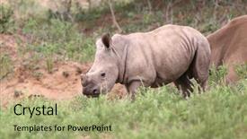  Presentation with kruger - Beautiful PPT layouts featuring baby rhino in kruger national backdrop and a mint green colored foreground
