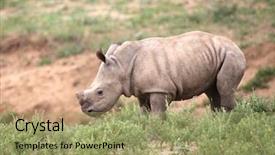  Presentation with kruger - Colorful PPT theme enhanced with baby rhino in kruger national backdrop and a mint green colored foreground